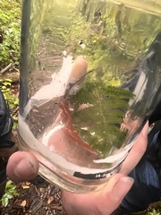 Pseudotriton ruber