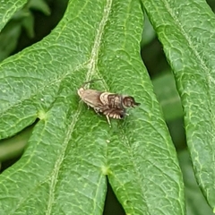 Grapholita delineana