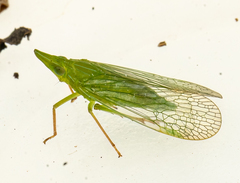 Rhynchomitra microrhina