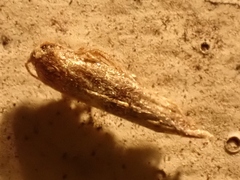 Pigritia