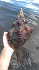 Triplofusus giganteus