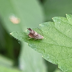 Grapholita delineana