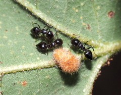 Atrusca carolina
