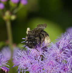 Melissodes bimaculatus