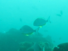 Rhabdosargus thorpei