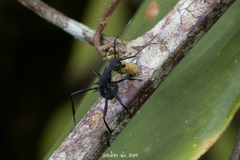 Polyrhachis armata