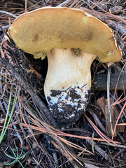 Boletus barrowsii