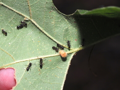 Atrusca carolina