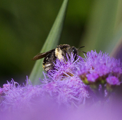 Melissodes bimaculatus