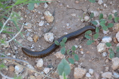 Orthoporus