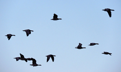 Branta leucopsis