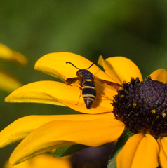 Euodynerus hidalgo boreoorientalis