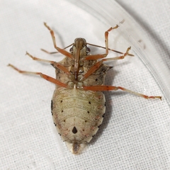 Podisus maculiventris