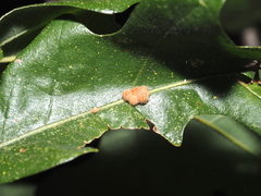 Atrusca carolina