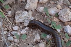 Orthoporus