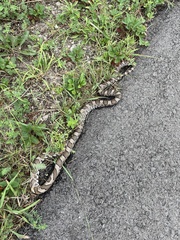 Lampropeltis triangulum