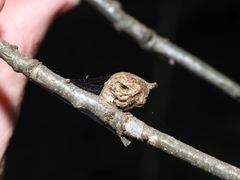 Andricus quercuspetiolicola