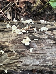 Favolus brasiliensis