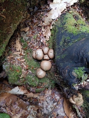 Apioperdon pyriforme