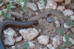 Orthoporus