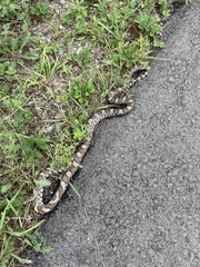 Lampropeltis triangulum