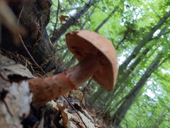 Cortinarius