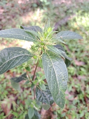 Ruellia pedunculata