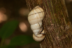 Orthalicus floridensis