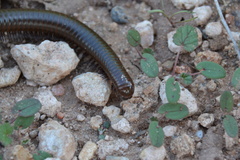 Orthoporus
