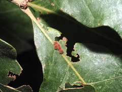 Atrusca carolina