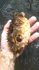 Chilomycterus schoepfii