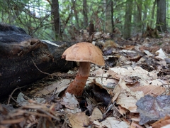 Cortinarius