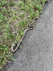 Lampropeltis triangulum