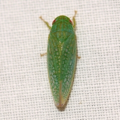 Gyponini
