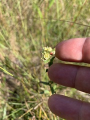 Ludwigia suffruticosa