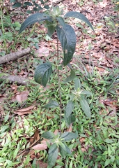 Ruellia pedunculata