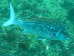 Chirodactylus jessicalenorum