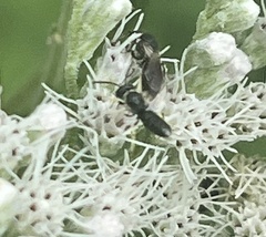 Hylaeus leptocephalus