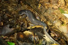 Plethodon montanus
