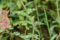 Galinsoga quadriradiata