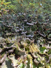 Peltigera aphthosa