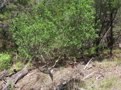 Diospyros texana