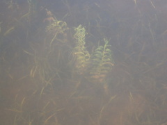 Potamogeton richardsonii