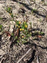 Zaluzianskya divaricata