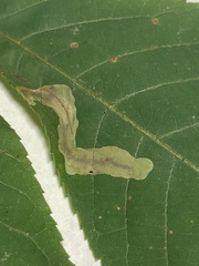 Cameraria caryaefoliella