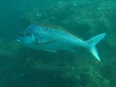 Chirodactylus jessicalenorum