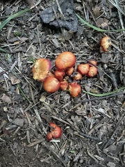 Hygrocybe coccinea