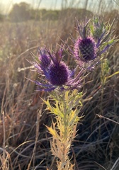 Eryngium leavenworthii