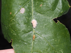 Druon quercusflocci