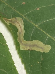 Cameraria caryaefoliella